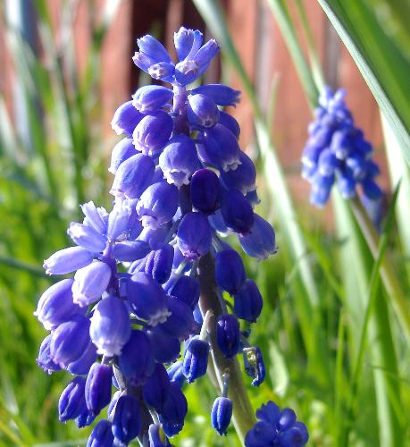 new flowers that appeared in my garden - some mystery flowers that appeared in my garden this spring. Can you identify them