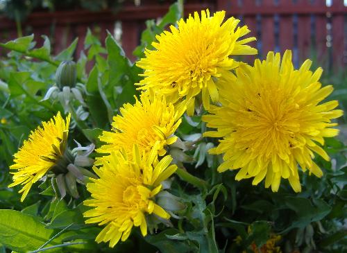 Dandelions growing on patio close up - Bright, yellow dandelions growing where they ought not to.