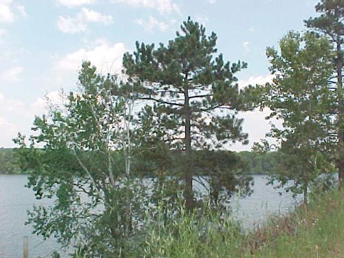 AuSable River Back Waters - This picture is of the Back Waters of the AuSable River in Northern Michigan. The AuSable River winds through the Huron National Forest and is a great place for fishing, boating, tubing or canoeing. Many places along the river are great for hiking, trail riding, camping and hunting as well. It is a beautiful place to get close to nature.