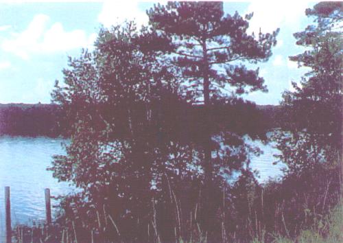 AuSable River - This is a picture taken of the AuSable River in Northern Michigan. The AuSable River winds through the Huron National Forest and is a great place for fishing, boating, tubing or canoeing. Many places along the river are great for hiking, trail riding, camping and hunting as well. It is a beautiful place to get close to nature.