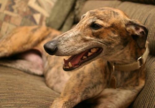 Couch potatoe grey hound - Grey Hounds are such couch potatoes!