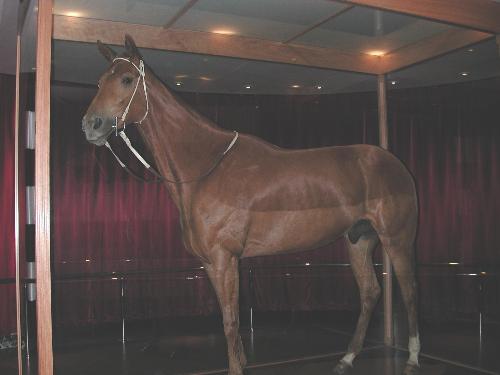 Phar Lap - Phar Lap the famous race horse at The Melbourne Museum.
