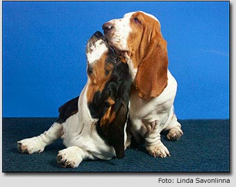 Cute Dog - Basset Hound