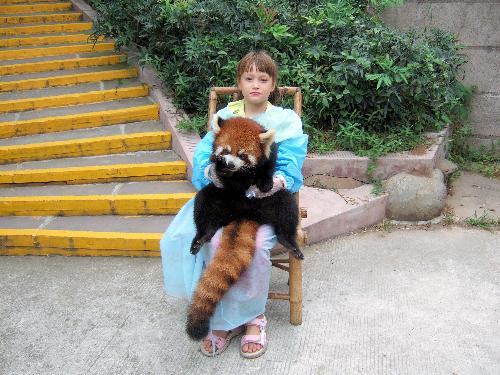 daughter and red panda - This is a panda. Not the usual black and white one, but a smaller red one. As you can see, they are very friendly. They are also extremely rare. This one, and another vfew families are taken care of in the panda settlement near Chegdu Sishuam Province, China.