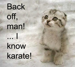 Karate cat - very cute