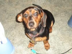 Buddy - This is my dog, Buddy! He is a mutt. Half miniature Dachshund, half Cocker Spaniel. You would never know it by looking at him though! Oh yeah, and he thinks he is human!