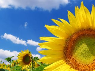 sun or sunflower - a beutifull picture of sunflower