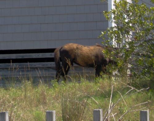 All Natural, All The Time - Wild horse grazing