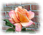 rose - The perfect Rose....... Pink!!!
