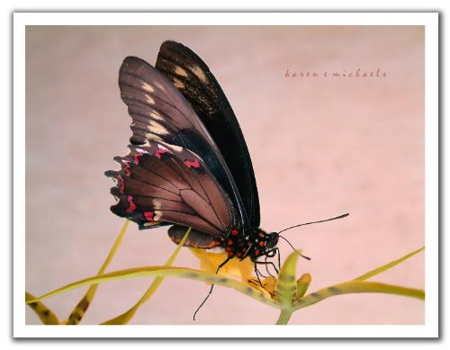 butterfly - One of the loveliest sights in the world.