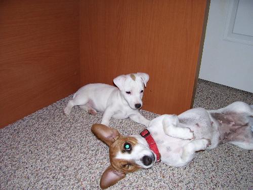 Chyna and her puppy Lily - Here is my dog and one of her puppies.