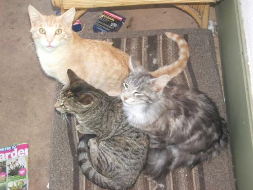 Our 3 cats - mummy cat is the little front one. - These are our 3 cats - Ginge is ginger :) PoJu is the fluffy one on the right & Little One is the mother who is at the bottom.