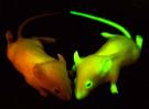 colorfull mice - flurocent colour mice ,do you like them