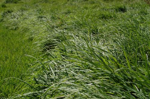 Texture - An example of texture (most of my photos are done for photography assignments)