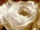 flowers - a beautiful rose, makes me feel good looking at flowers