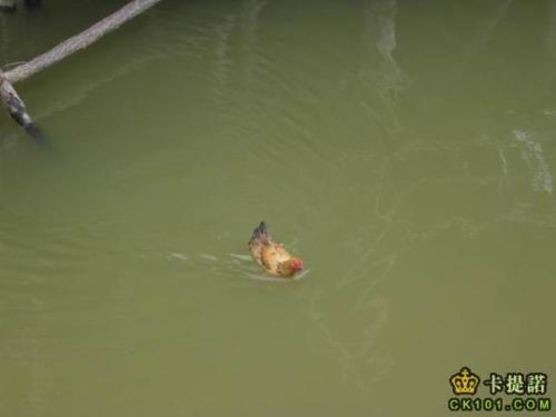 swimming chicken - have u ever see a chicken swimming in the pool?