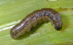 Caterpillars used in vaccines - The Fall Armyworm
