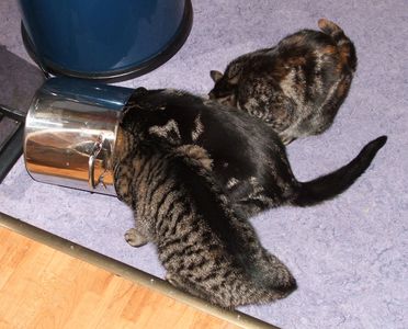 Three Kittens Cleaning a Can - Three kittens cleaning a can. Three Kittens Cleaning a Can - Three kittens cleaning a can.