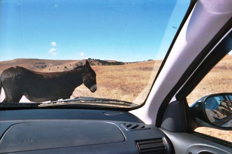 Feral Burro  - Custer State Park is a state park and wildlife reserve in the Black Hills of South Dakota. The park covers an area of 71,000 acres of hilly terrain. As you drive through the park watch out for the feral burros that wander freely, including surrounding your automobile.