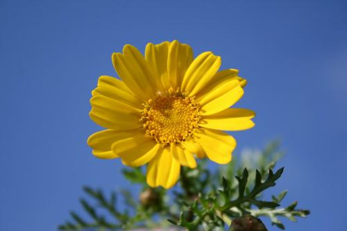 Flowers will carry beauty into eternity! - Every thing beautiful is associated with a flower the world over.