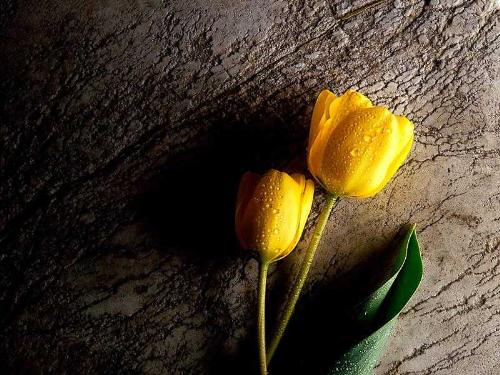 love - love is life