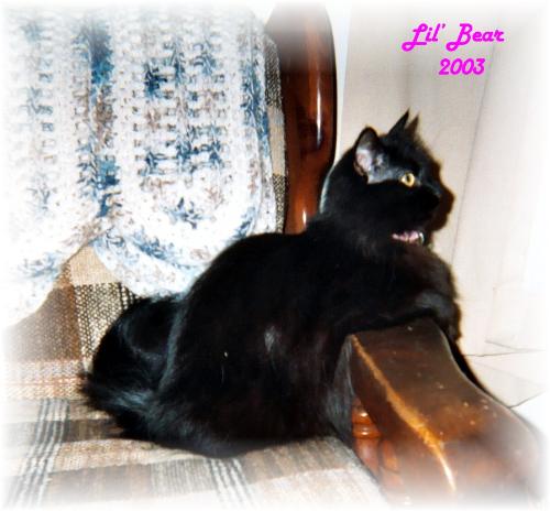 Lil' Bear - My daughter's cat, one of 3 cats and a dog.