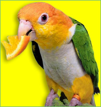 parrot - What can we do????