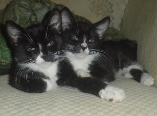 Kittens - The newest additions to our family- siblings Dora & Diego. (Their other brother or sister died in the womb) They were born on January 30, 2007 to a neighbors kitty. We just adopted them! Dora has the white triangle nose and Diego has the nose that is half black and half white.  We did not choose their names, the neighbors kids did and I felt bad changing them.