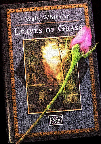 leaves of grass - added cement filter to make it more interesting