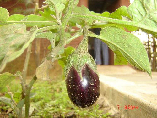 vegetable - vegetable from my garden.