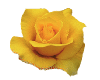 Yellow Rose - Nothing more beautiful then a yellow rose in my opinion. It brightens up any area and brings such cheer to ones life.