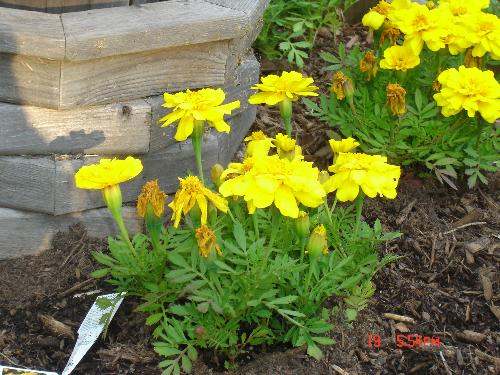 marigold - flowers from my garden.