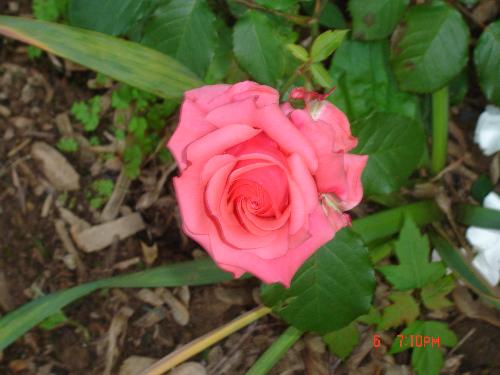 rose - flower from my garden