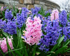 Blue & pink hyacinths - Blue & pink hyacinths.