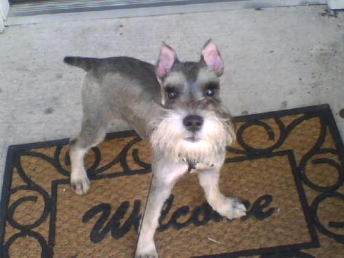 Puppy - He will be 5 months on Sunday!!! 4/15/07