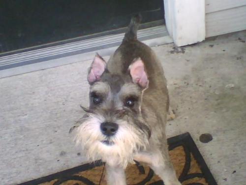 Odie Max - Say HI!!!