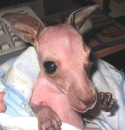 kanga - kanga the kangaroo when she first arrived