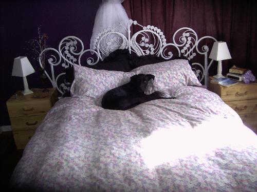 This is Lucy hogging my bed. - Here is my room, purple walls, burgundy stonewash curtains and i have a doonah cover with soft pinks, sage and lilac.