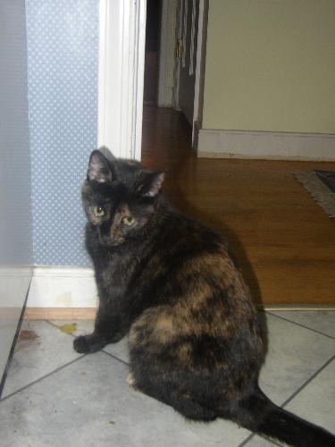 Kitty Kitty - My little Kitty Kitty, Kali, just sittin there doin her thing. :D