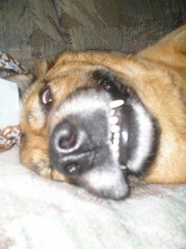 Puppy!!!!!!! - My big ol' dog enjoying relaxing, lol.