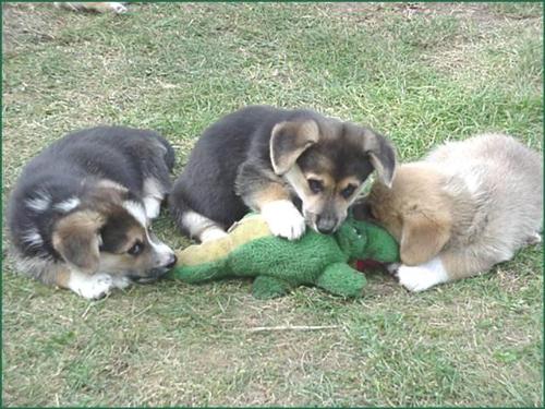 Dogs Attack Crocodile - Yes, well....