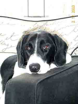 Barney Rubbles - This is our furry baby!  He is the 'bestest' puppy ever!