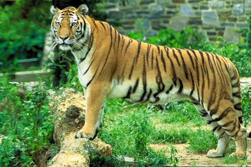 Panthera tiger - Panthera tiger in zoo