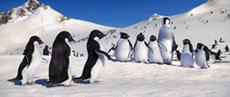 happy feet - Mumble together with his latino friends...