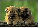 cute dog -  Cute&Clever