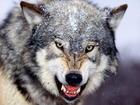 srtong wolf  -  The smbol of energy