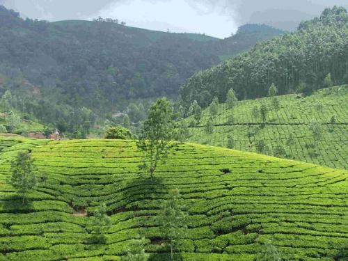 Greenish Tea Garden in Munnar - Tea Gardens of Kerala