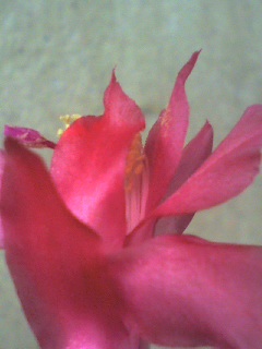 beautiful flower - Beautiful flower photo suitable for mobile background. use it and enjoy it. have fun.