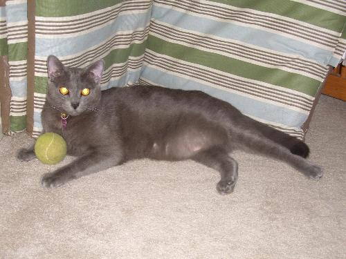 My Cat Charlie - My Cat Charlie