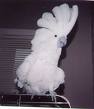 Cockatoo - Chocolate Lover Cockatoo - Chocolate Lover